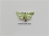 藏品(螟蛾317)的圖片